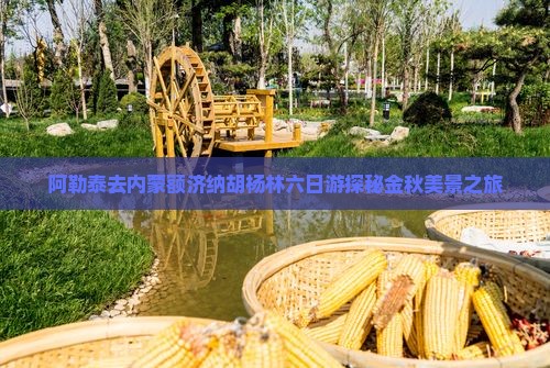 阿勒泰去内蒙额济纳胡杨林六日游探秘金秋美景之旅