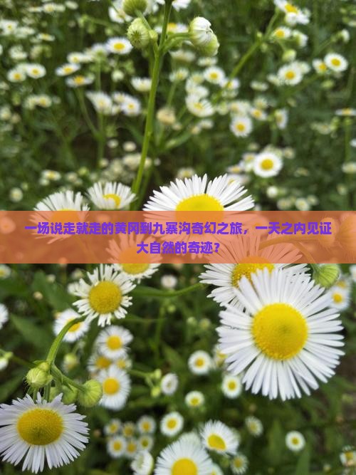 一场说走就走的黄冈到九寨沟奇幻之旅，一天之内见证大自然的奇迹？