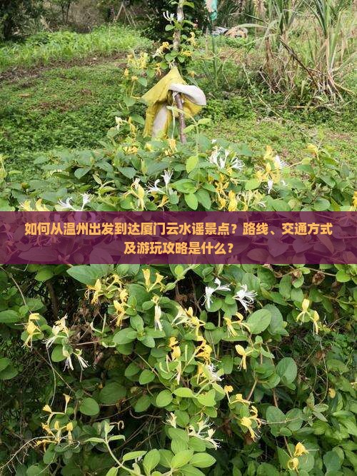 如何从温州出发到达厦门云水谣景点？路线、交通方式及游玩攻略是什么？