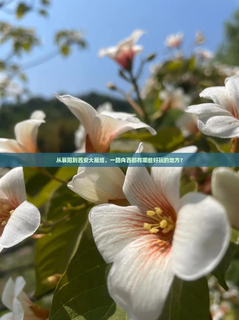 襄阳去西安大雁塔哪里玩