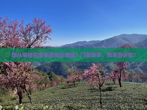 攀枝花去西安城墙门票