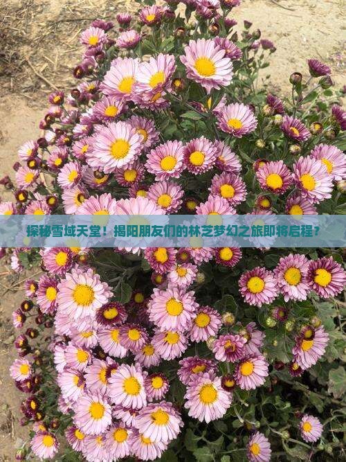 探秘雪域天堂！揭阳朋友们的林芝梦幻之旅即将启程？