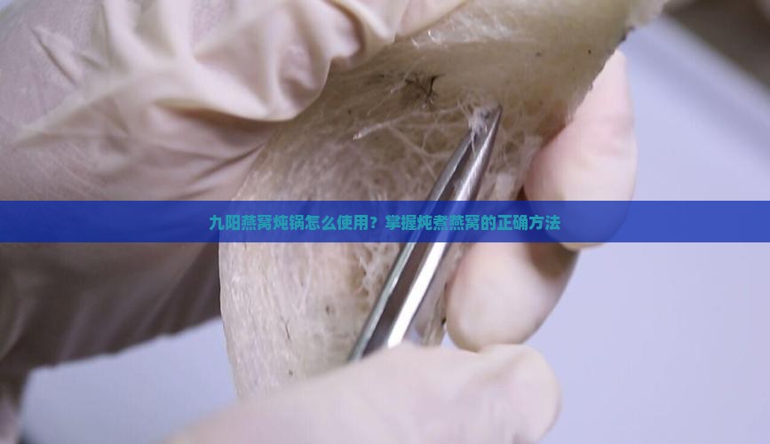 九阳燕窝炖锅怎么使用?掌握炖煮燕窝的正确方法 九阳燕窝炖锅怎么使用?掌握炖煮燕窝的正确方法
