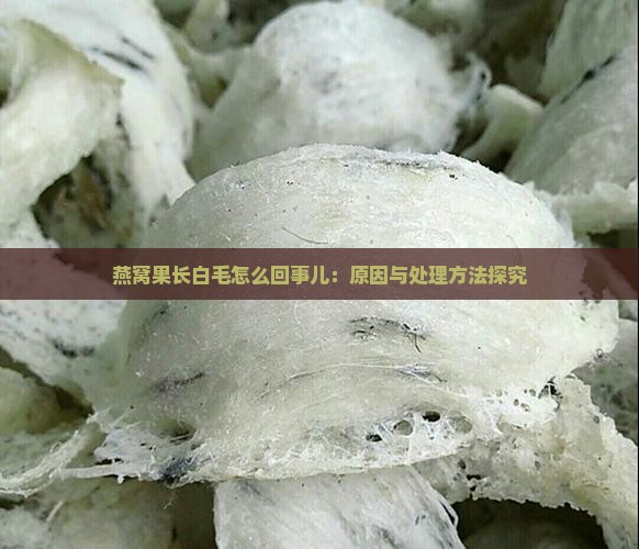 燕窝果长白毛怎么回事儿：原因与处理方法探究