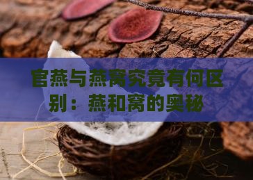 官燕与燕窝究竟有何区别：燕和窝的奥秘