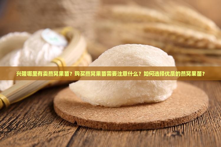 兴隆哪里有卖燕窝果苗？购买燕窝果苗需要注意什么？如何选择优质的燕窝果苗？