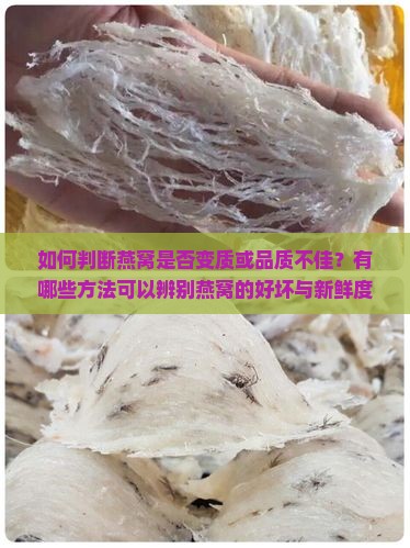 如何判断燕窝是否变质或品质不佳？有哪些方法可以辨别燕窝的好坏与新鲜度？