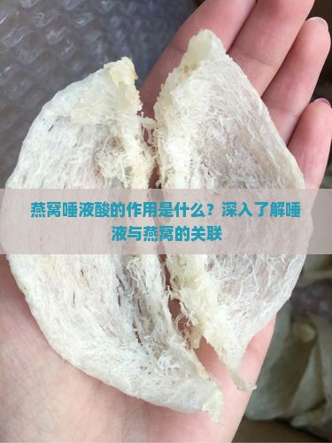 燕窝唾液酸的作用是什么？深入了解唾液与燕窝的关联