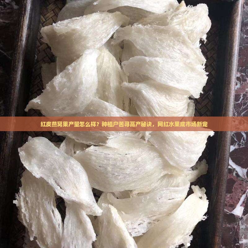 红皮燕窝果产量怎么样？种植户苦寻高产秘诀，网红水果成市场新宠