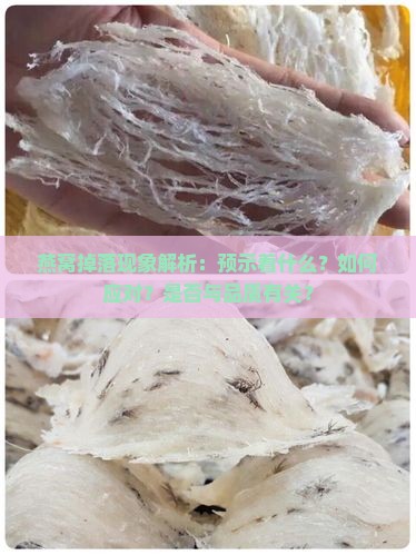 燕窝掉落现象解析：预示着什么？如何应对？是否与品质有关？
