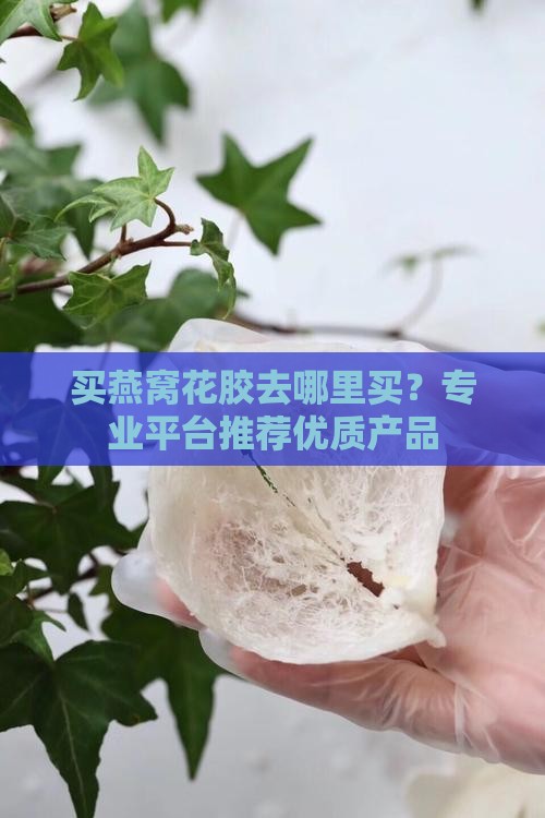 买燕窝花胶去哪里买？专业平台推荐优质产品