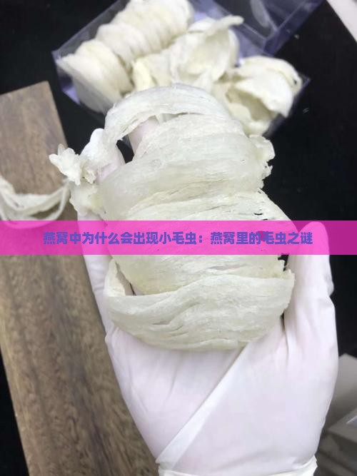 燕窝中为什么会出现小毛虫：燕窝里的毛虫之谜