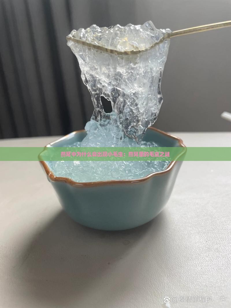 燕窝中为什么会出现小毛虫：燕窝里的毛虫之谜