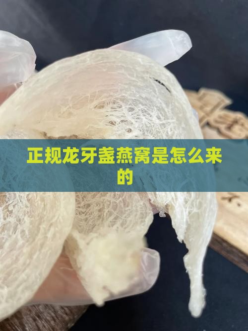 正规龙牙盏燕窝是怎么来的