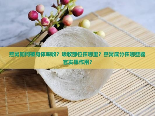 燕窝如何被身体吸收？吸收部位在哪里？燕窝成分在哪些器官发挥作用？