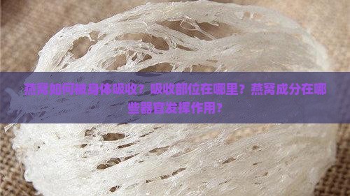 燕窝如何被身体吸收？吸收部位在哪里？燕窝成分在哪些器官发挥作用？