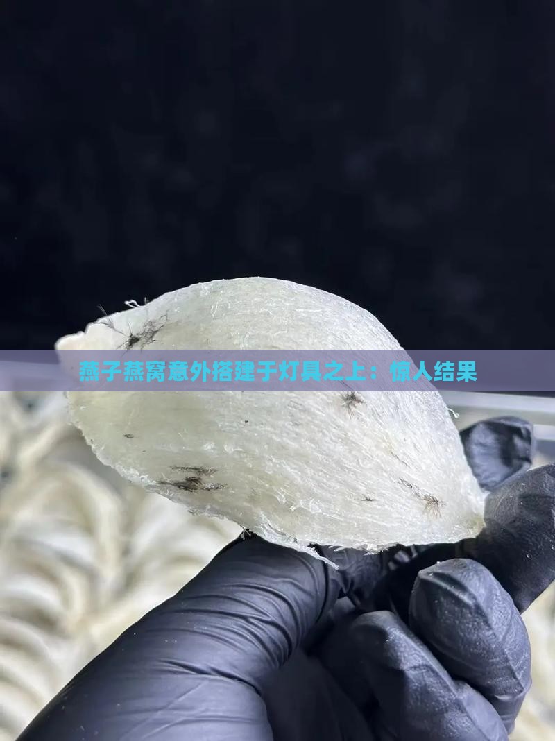 燕子燕窝意外搭建于灯具之上：惊人结果