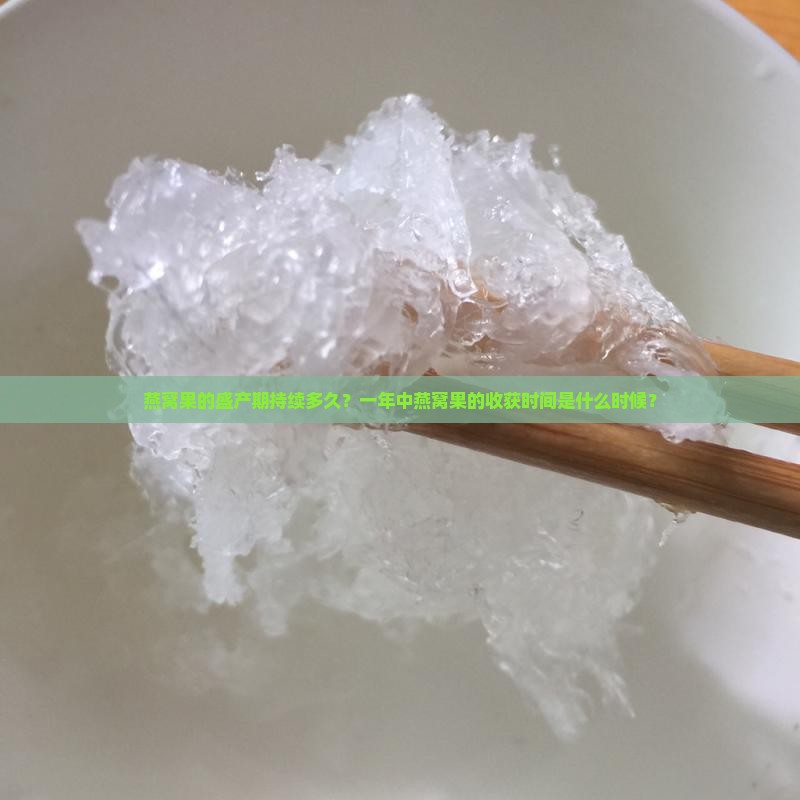 燕窝果的盛产期持续多久？一年中燕窝果的收获时间是什么时候？