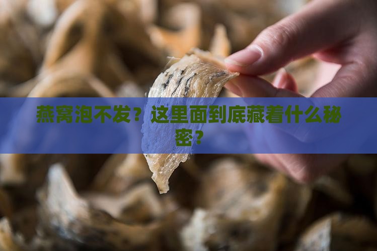 燕窝泡不发？这里面到底藏着什么秘密？