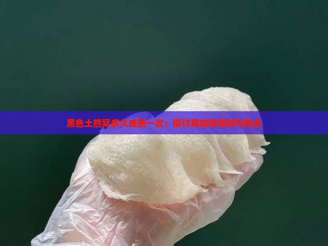 黑色土燕窝多久成熟一次：探讨其成熟周期与特点