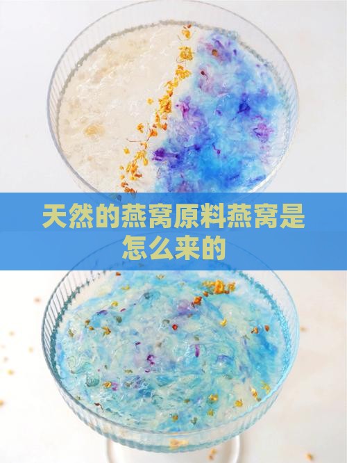 天然的燕窝原料燕窝是怎么来的