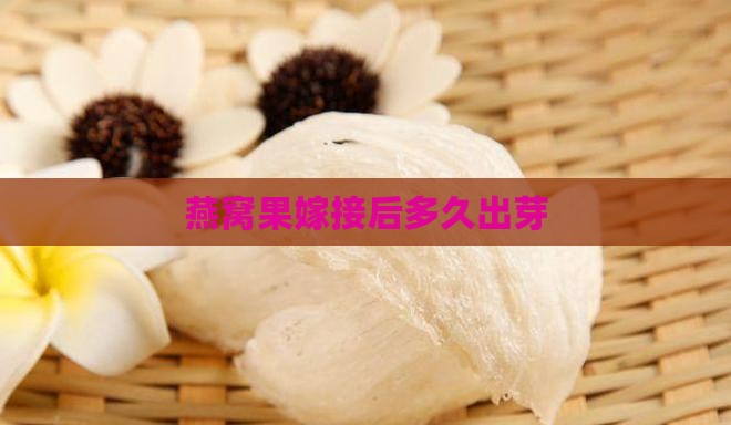 燕窝果嫁接后多久出芽