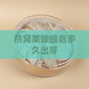 燕窝果嫁接后多久出芽