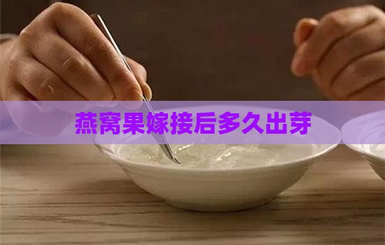 燕窝果嫁接后多久出芽