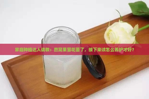 家庭种植达人请教：燕窝果冒花蕾了，接下来该怎么养护才好？