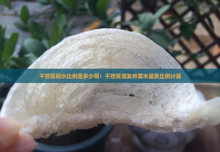 干燕窝和水比例是多少啊：干燕窝泡发所需水量及比例计算
