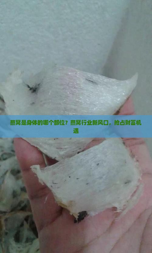 燕窝是身体的哪个部位？燕窝行业新风口，抢占财富机遇