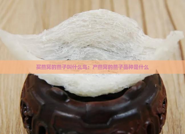 买燕窝的燕子叫什么鸟：产燕窝的燕子品种是什么