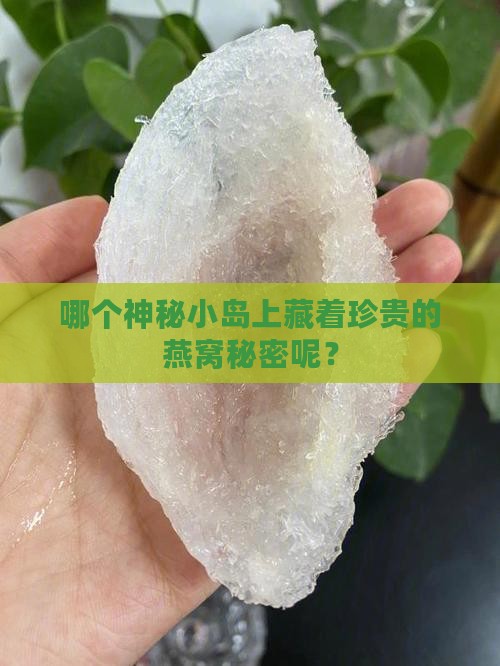 哪个神秘小岛上藏着珍贵的燕窝秘密呢？