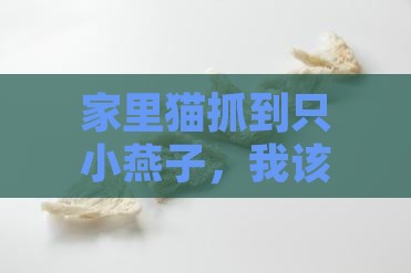 家里猫抓到只小燕子，我该咋办呀？