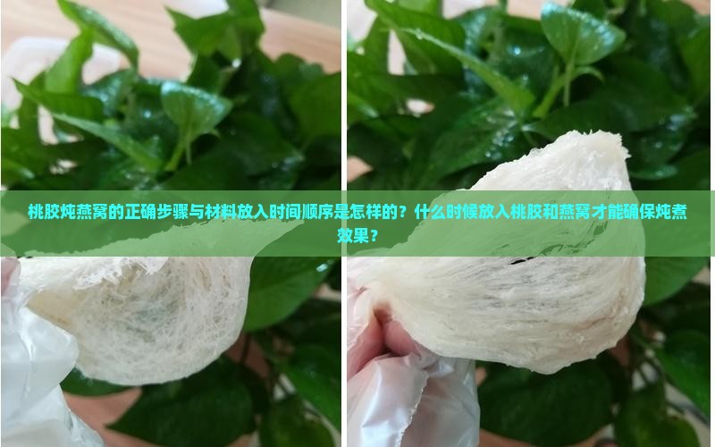 桃胶炖燕窝的正确步骤与材料放入时间顺序是怎样的？什么时候放入桃胶和燕窝才能确保炖煮效果？