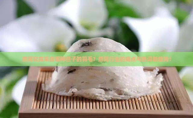 燕窝究竟来自哪种燕子的羽毛？燕窝行业的痛点与热词新趋势！