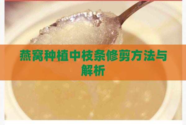 燕窝种植中枝条修剪方法与解析