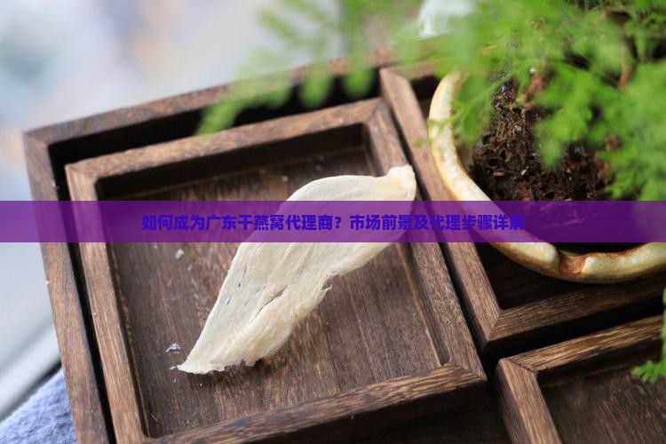 如何成为广东干燕窝代理商？市场前景及代理步骤详解