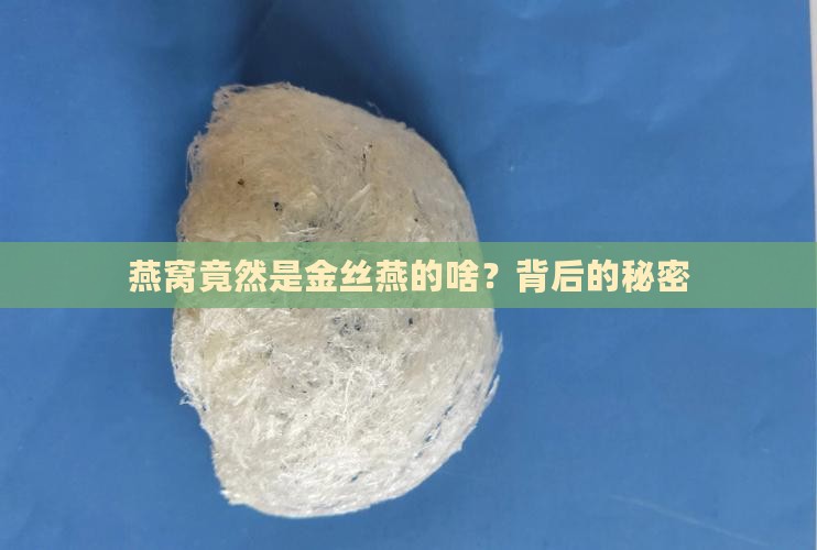 燕窝竟然是金丝燕的啥？背后的秘密