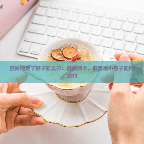 燕窝摘走了燕子怎么办：燕窝摘下、取走后小燕子如何应对