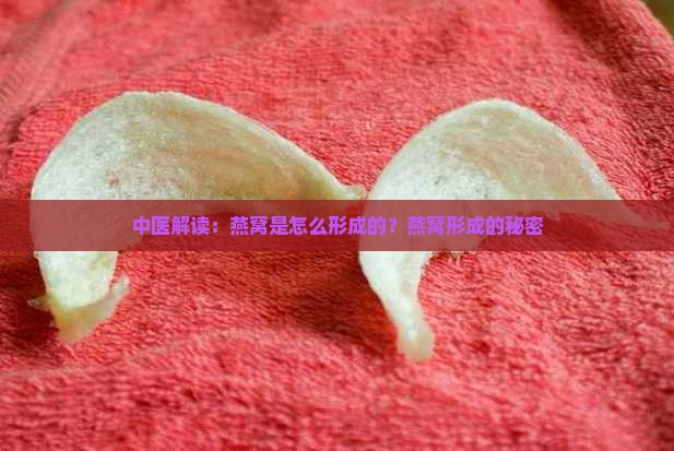 中医解读：燕窝是怎么形成的？燕窝形成的秘密