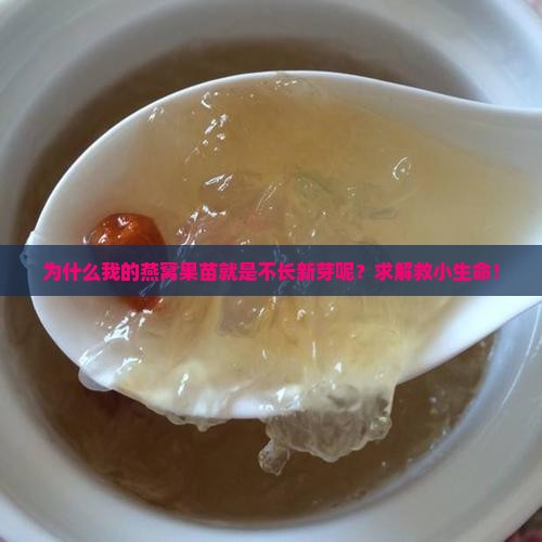 为什么我的燕窝果苗就是不长新芽呢？求解救小生命！