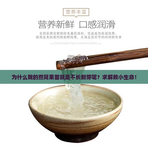 为什么我的燕窝果苗就是不长新芽呢？求解救小生命！