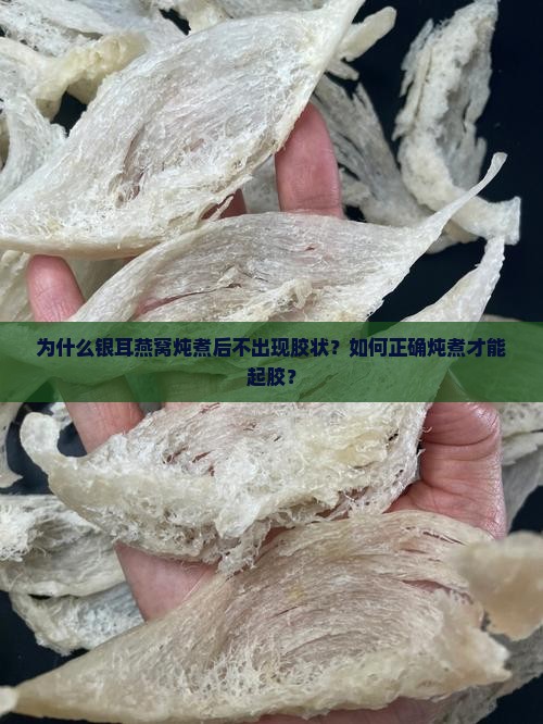 为什么银耳燕窝炖煮后不出现胶状？如何正确炖煮才能起胶？