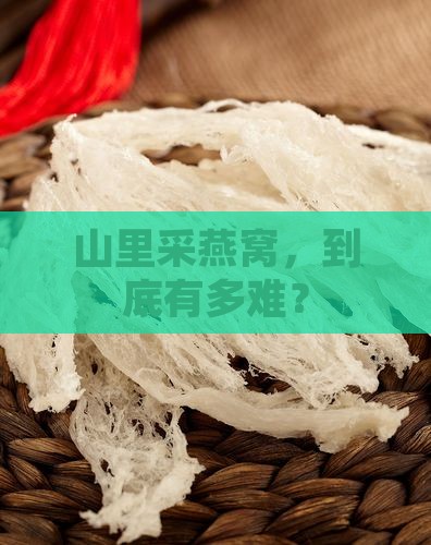 山里采燕窝，到底有多难？