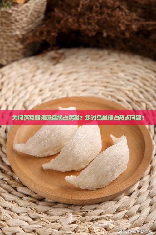 为何燕窝频频遭遇鸠占鹊巢？探讨鸟类侵占热点问题！