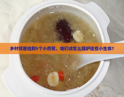 乡村邻居捡到5个小燕窝，咱们该怎么保护这些小生命？