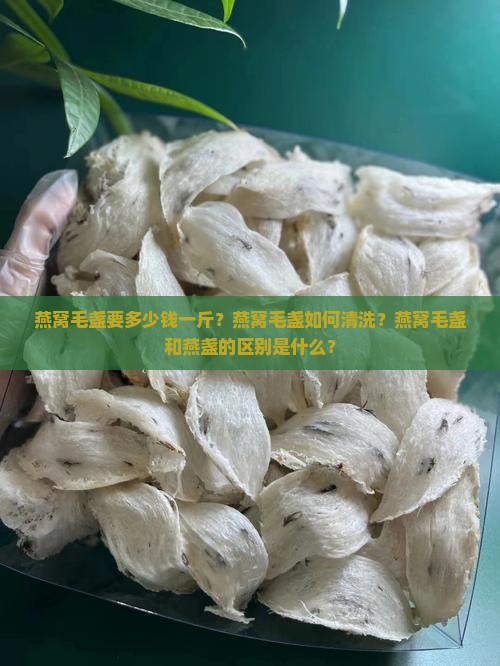 燕窝毛盏要多少钱一斤？燕窝毛盏如何清洗？燕窝毛盏和燕盏的区别是什么？