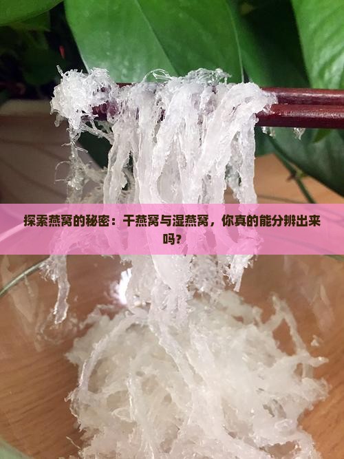 探索燕窝的秘密：干燕窝与湿燕窝，你真的能分辨出来吗？