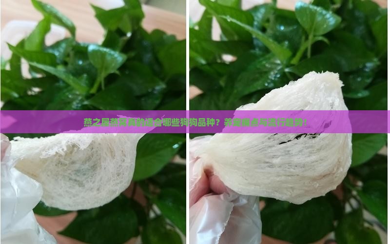 燕之屋燕窝真的适合哪些狗狗品种？养宠痛点与流行趋势！